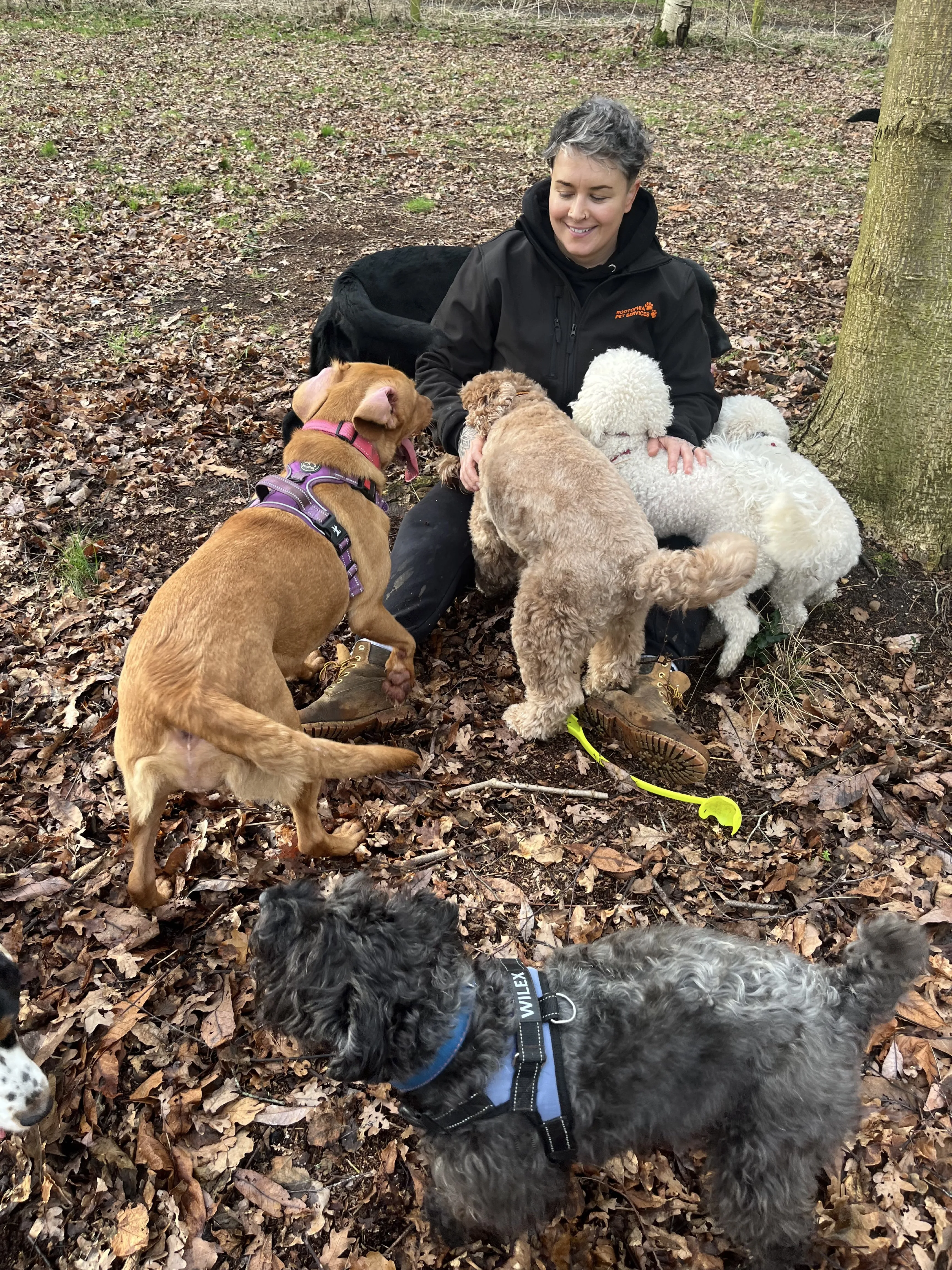 Handler with dogs during adventure play