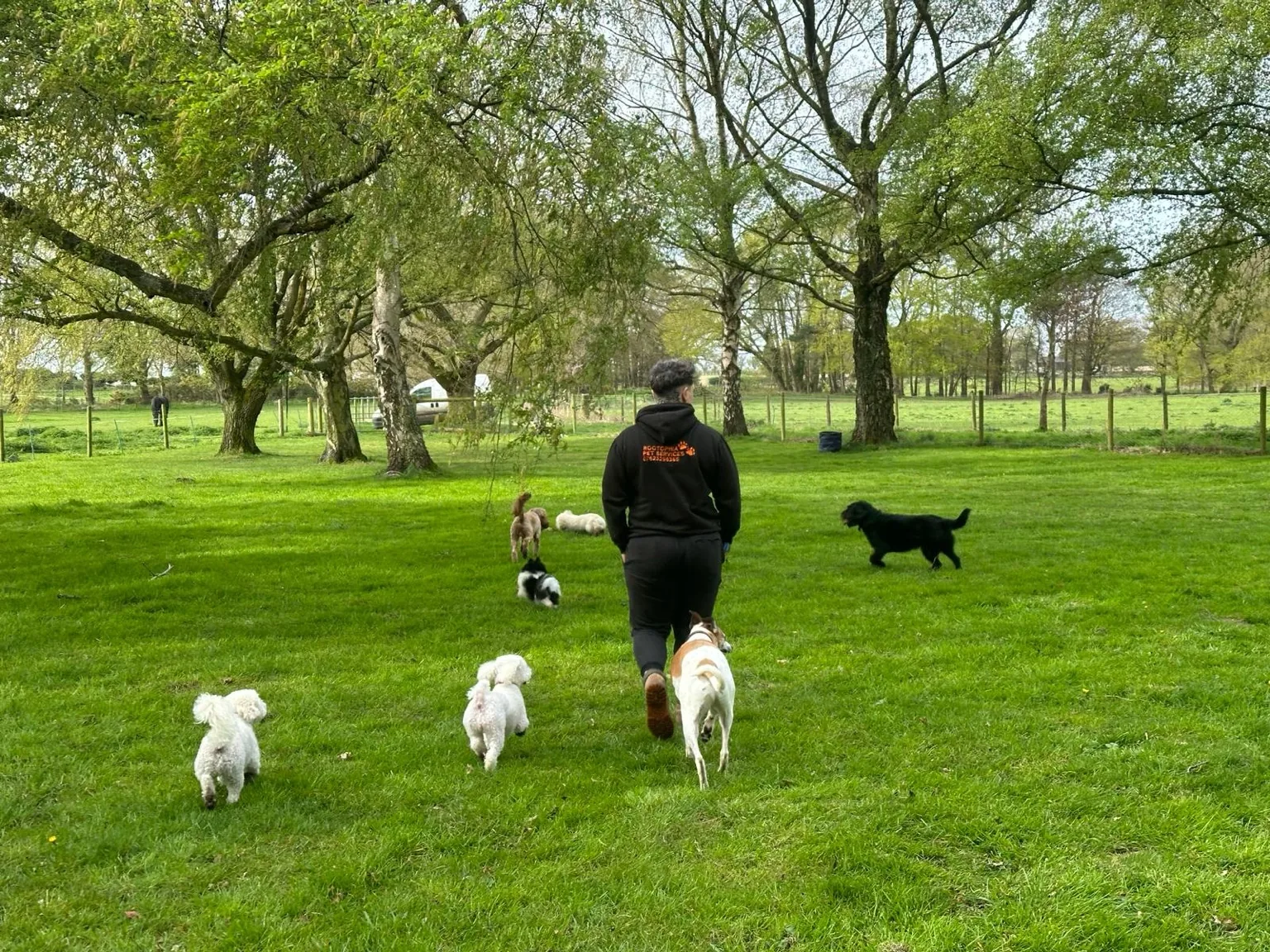 Dogs exploring the field together