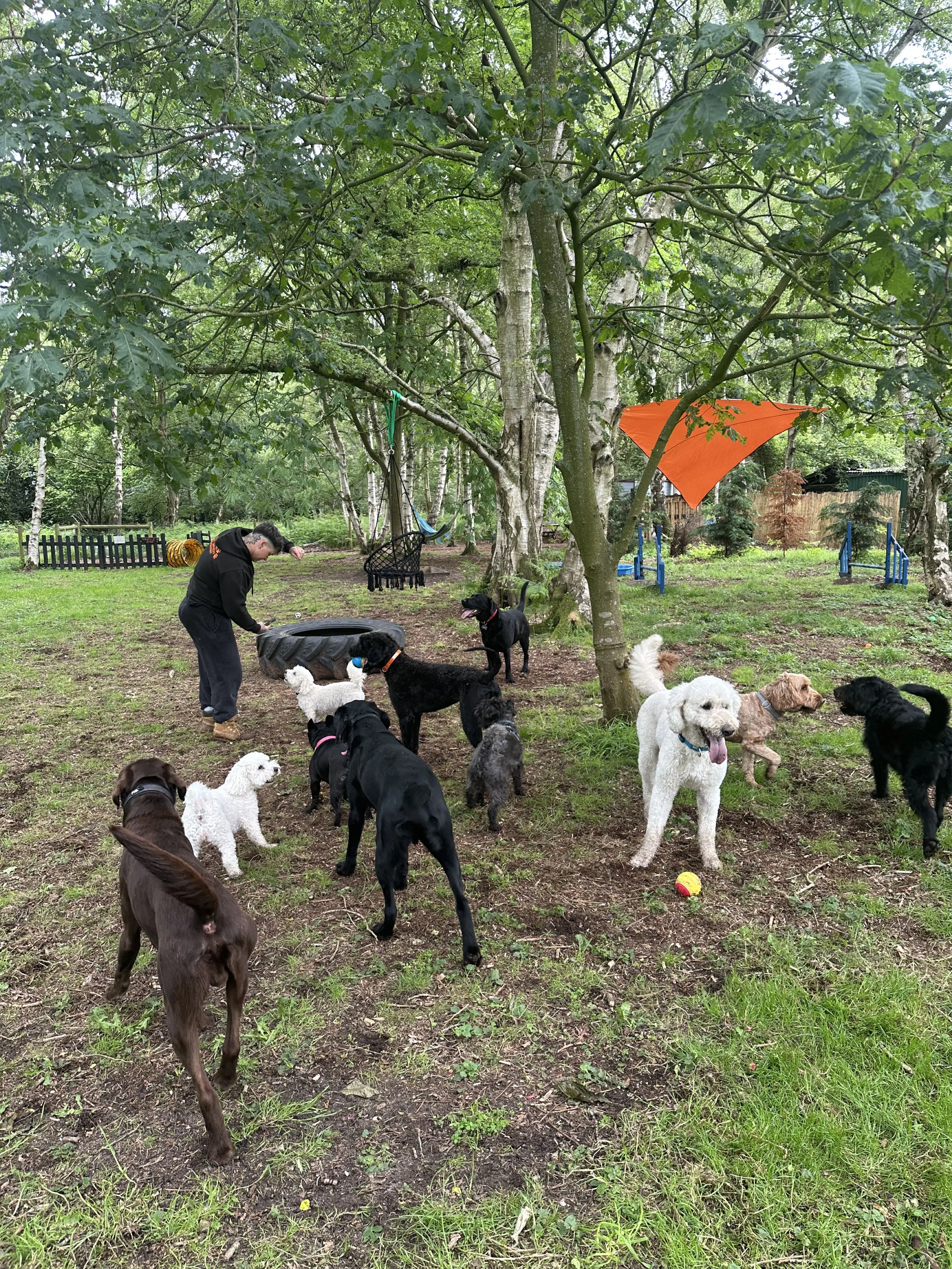 Group play in the woodland field
