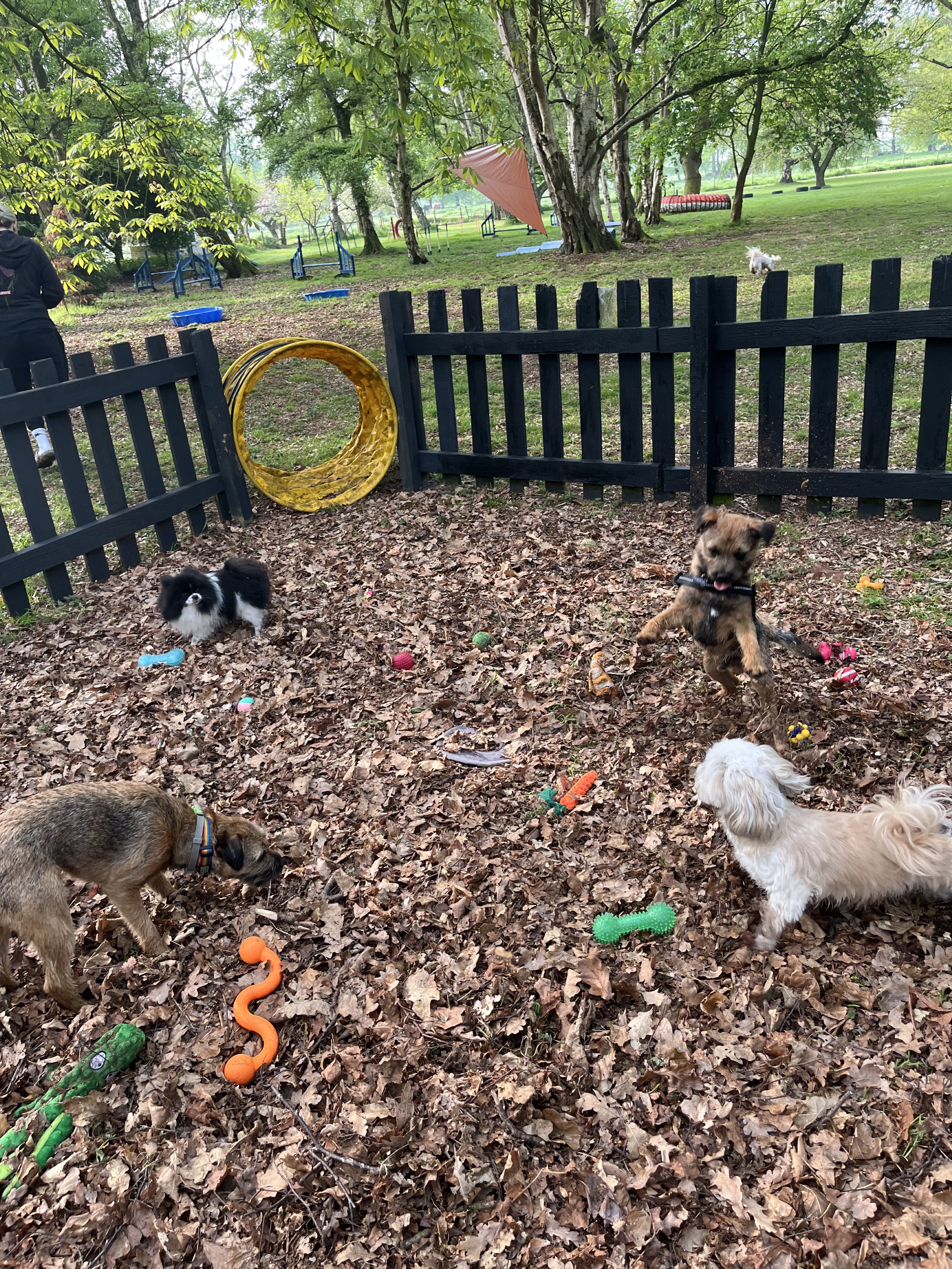 Rootophia Pet Services photo 4